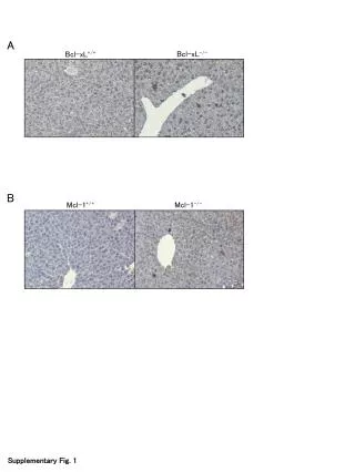 Supplementary Fig. 1