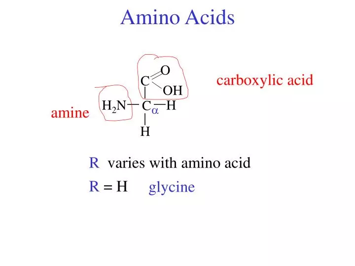 amino acids