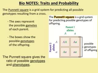 Bio NOTES: Traits and Probability