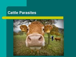 Cattle Parasites