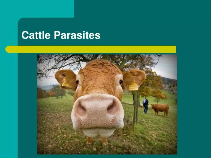 cattle parasites