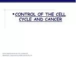 CONTROL OF THE CELL CYCLE AND CANCER - slide 1