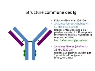 structure commune des ig