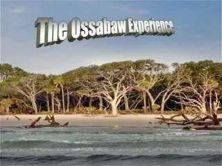 The Ossabaw Experience
