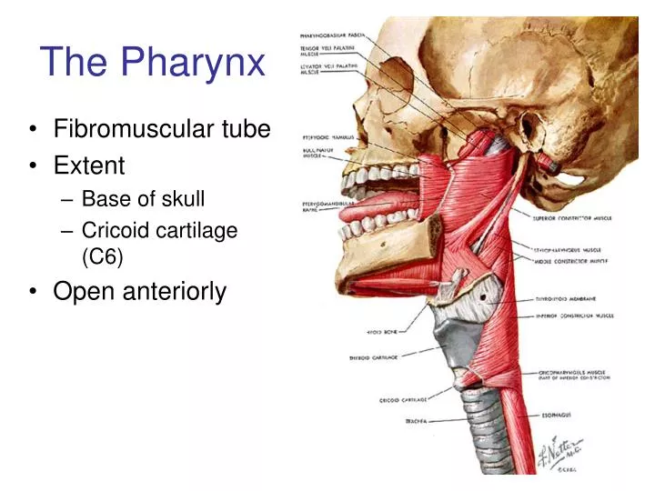 the pharynx