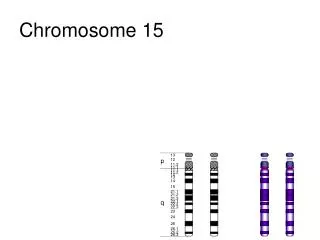 chromosome 15