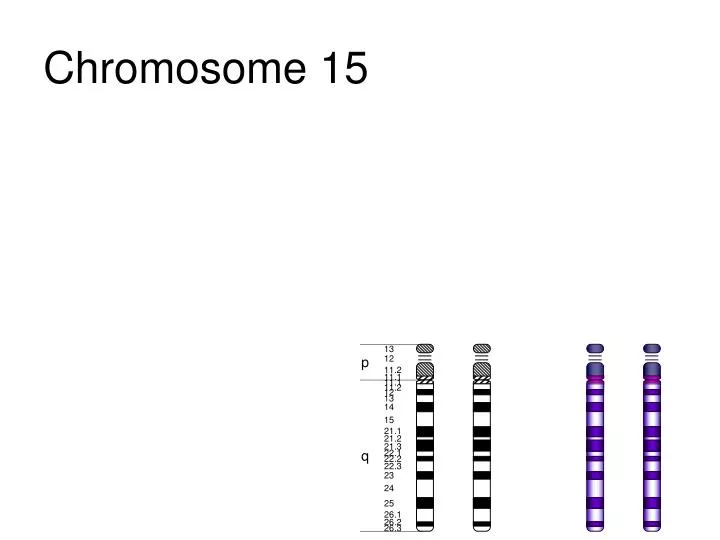 chromosome 15