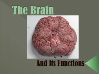 the brain