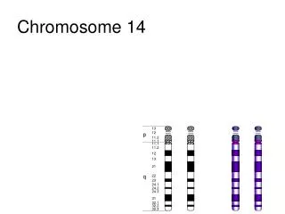 Chromosome 14