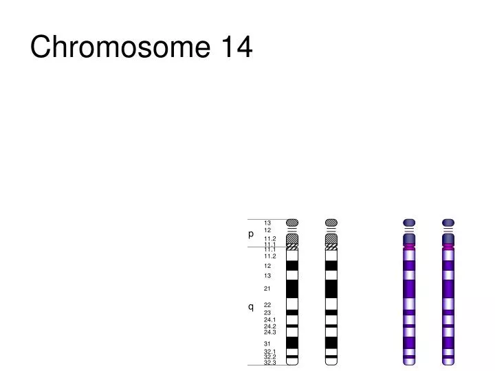 chromosome 14