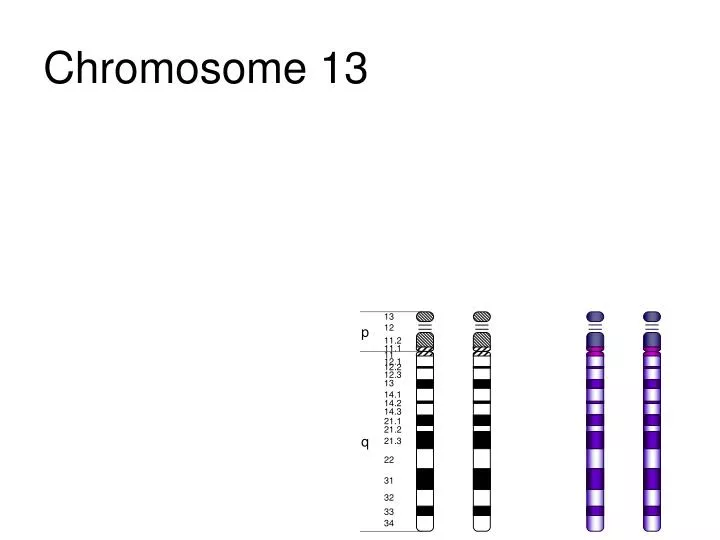 chromosome 13