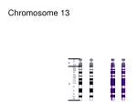Genetic Insights into Chromosome 13: Structure and Function Analysis - slide 1
