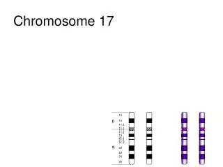Chromosome 17