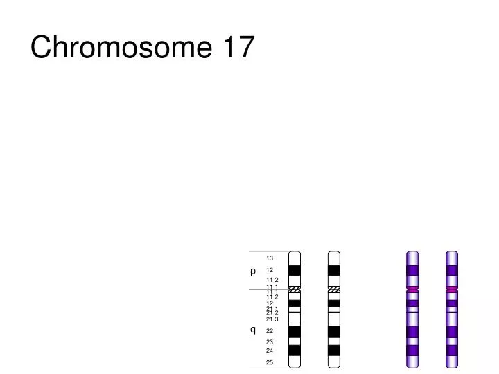 chromosome 17