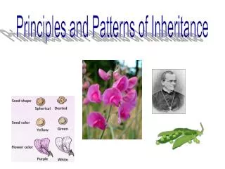 Principles and Patterns of Inheritance