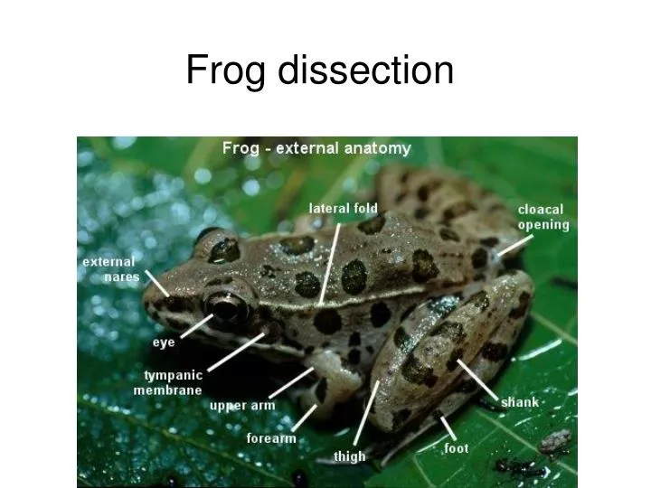 frog dissection