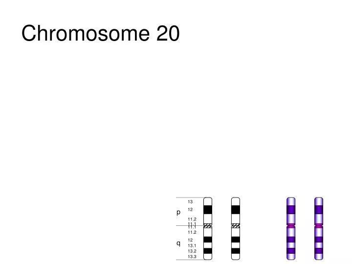 chromosome 20