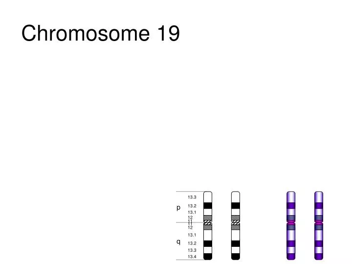 chromosome 19