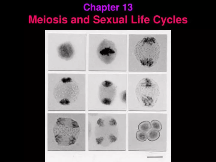 chapter 13 meiosis and sexual life cycles