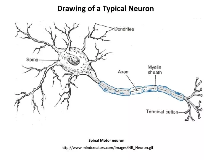 drawing of a typical neuron