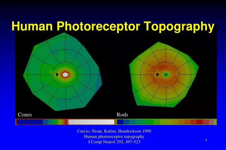 human photoreceptor topography