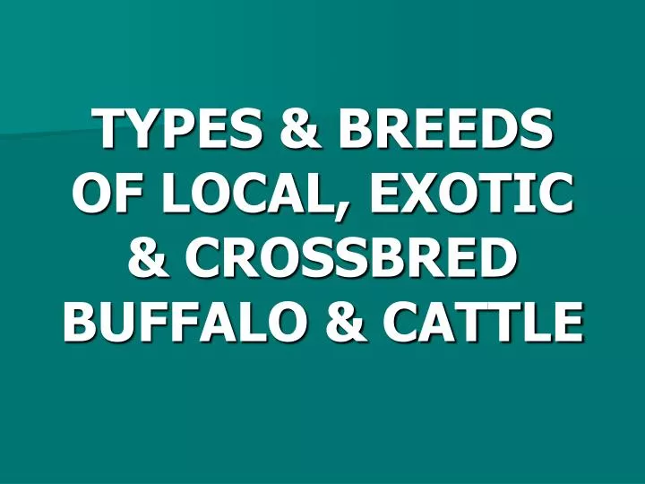 types breeds of local exotic crossbred buffalo cattle