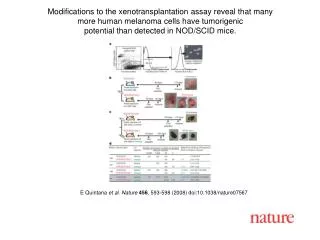 E Quintana et al. Nature 456 , 593-598 (2008) doi:10.1038/nature07567