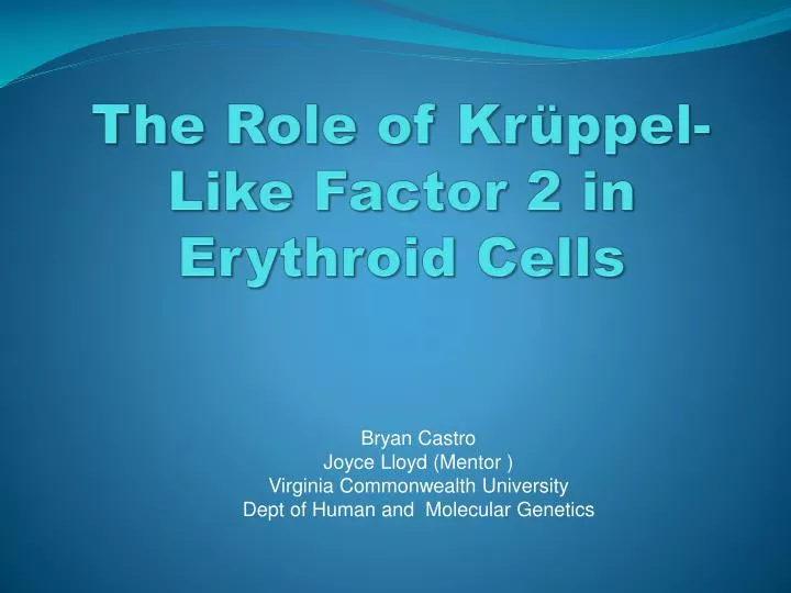 the role of kr ppel like factor 2 in erythroid cells