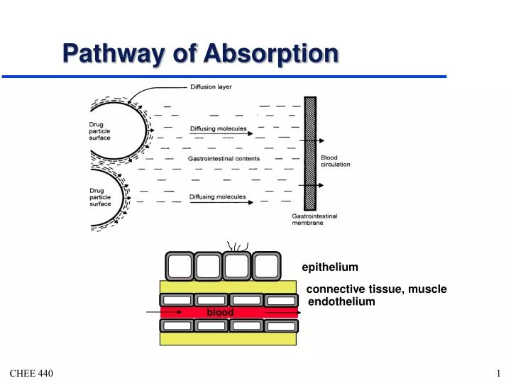pathway of absorption