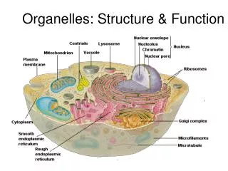 Organelles: Structure &amp; Function