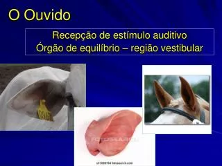 o ouvido