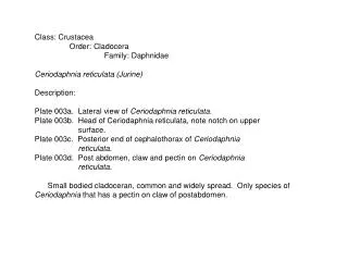 Class: Crustacea Order: Cladocera