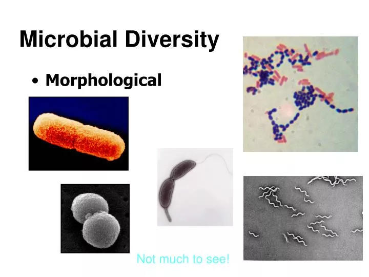 microbial diversity