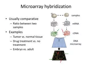 Microarray hybridization