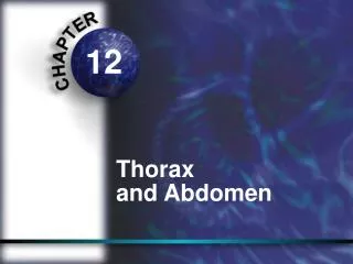 Thorax and Abdomen