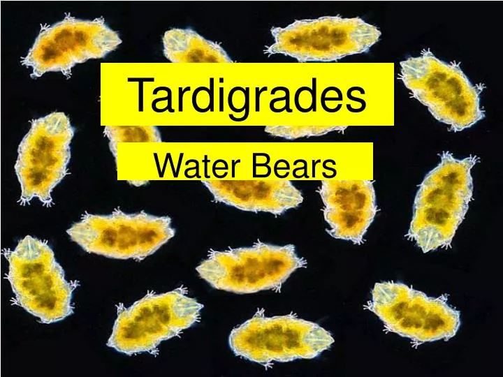 tardigrades