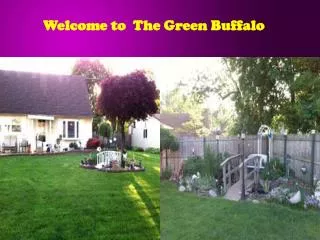 Welcome to  The Green Buffalo
