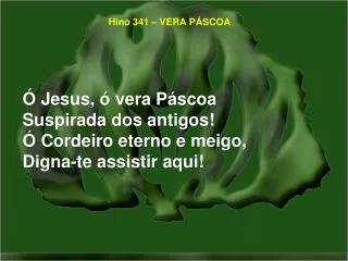 hino 341 vera p scoa