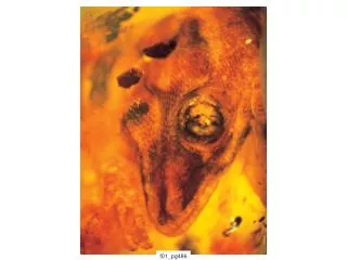 f01 pg486
