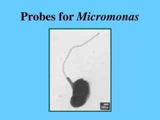 Probes for Micromonas