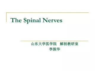 The Spinal Nerves