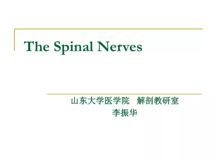 the spinal nerves