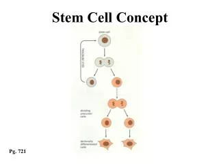 Stem Cell Concept