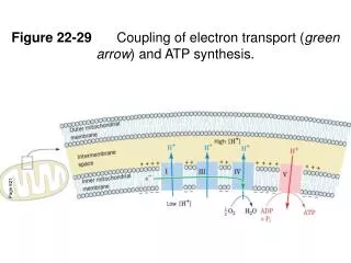 Figure 22-29 	Coupling of electron transport ( green arrow ) and ATP synthesis.