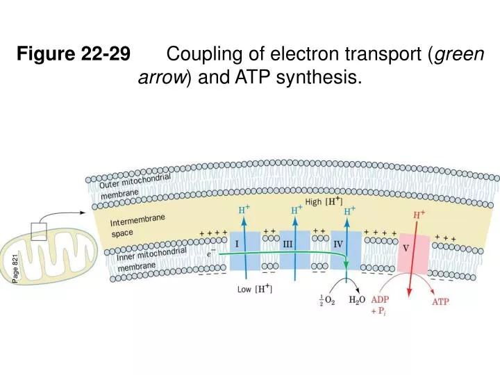figure 22 29 coupling of electron transport green arrow and atp synthesis