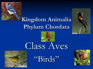 Kingdom Animalia Phylum Chordata