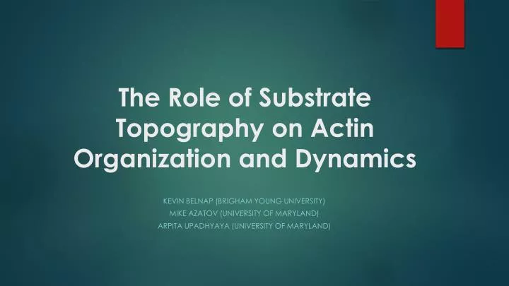 the role of substrate topography on actin organization and dynamics