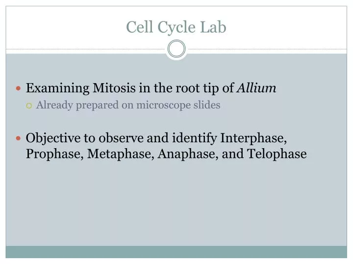 cell cycle lab