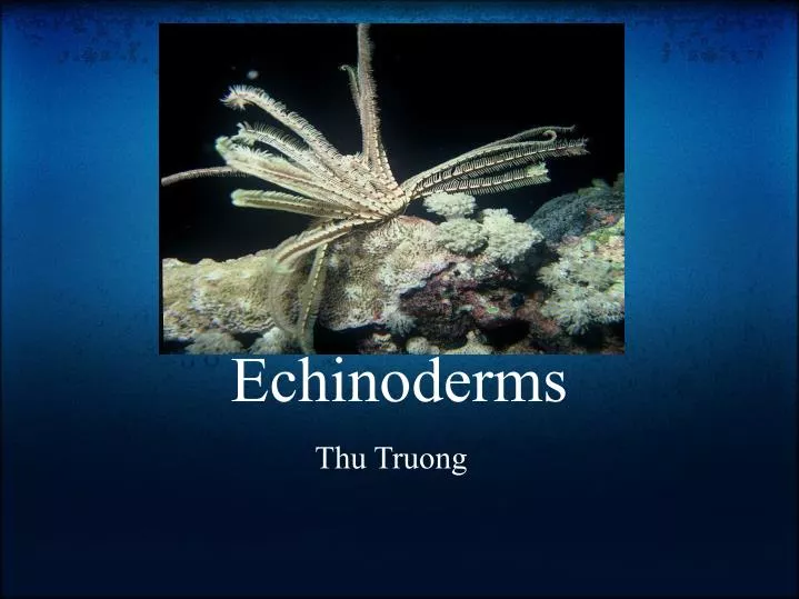 echinoderms