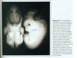 The AER is required for limb differentiation.